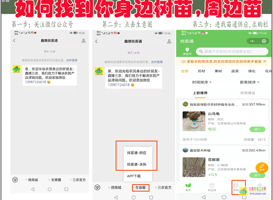 西雙版納果樹苗哪里買比較正規| 南方果樹苗品種有哪些 果樹苗木價格表