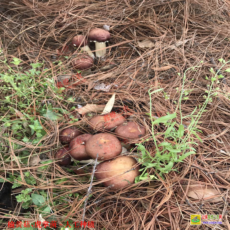 漯河虎掌菌人工種植基地 虎奶菌栽培技術 榆黃菇種植效益