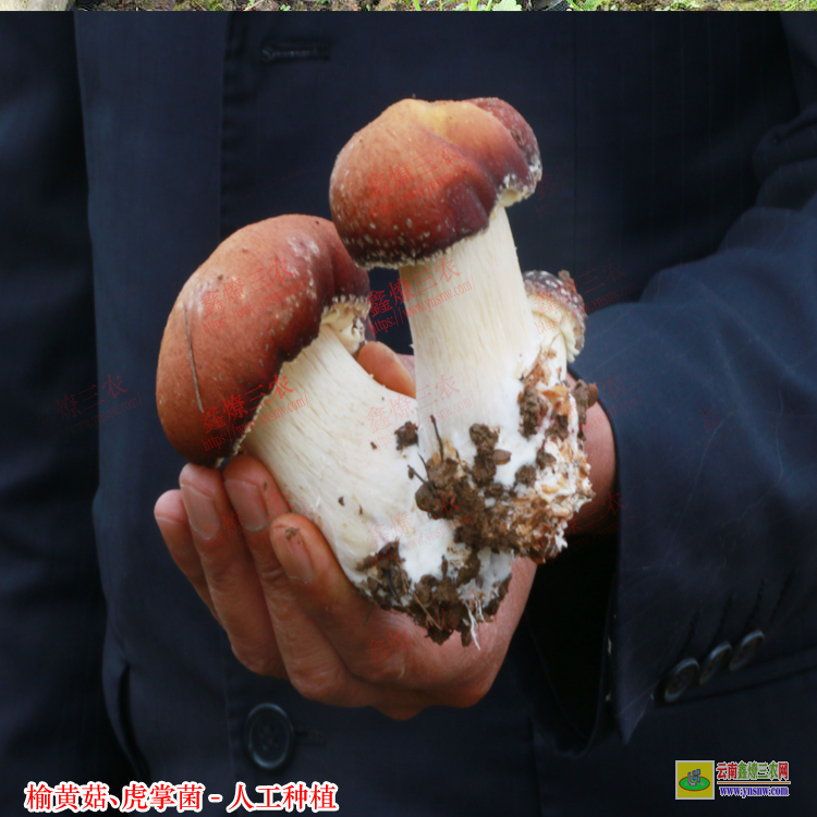 玉溪黃虎掌菌多少錢一斤 榆黃菇種植技術(shù)培訓(xùn) 虎掌菌人工種植