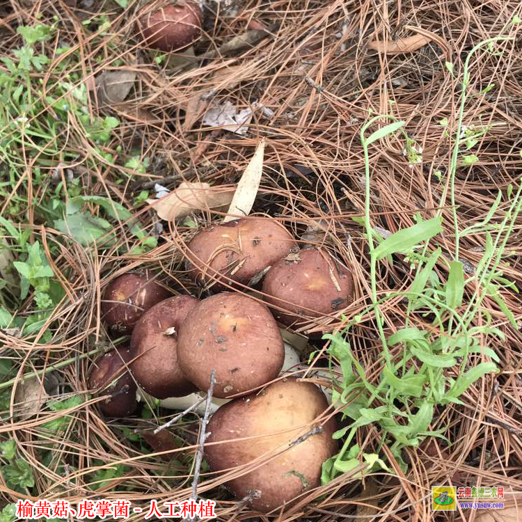 云浮虎掌菌人工種植基地 虎奶菌栽培技術 榆黃菇種植效益