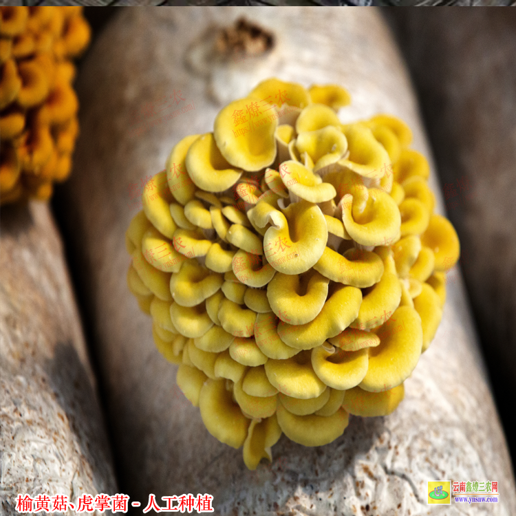 玉溪榆黃菇種植技術(shù) 黑虎掌菌栽培技術(shù) 榆黃菇種植效益