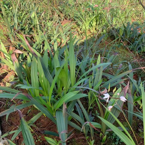 昭通白芨苗基地批發價| 白芨苗怎么栽 白芨苗哪里有賣