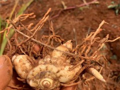 昭通白芨苗基地批發價| 白芨苗怎么栽 白芨苗哪里有賣圖2