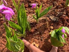 臨滄白芨苗多少錢一株| 白芨苗怎么栽 白芨苗哪里有賣圖3