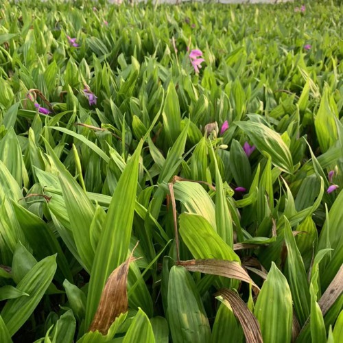 怒江白芨苗批發市場| 怒江白芨苗怎么樣 文山白芨苗怎么樣