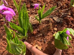 德宏蘭州白芨苗供應| 白芨苗怎么栽 白芨苗哪里有賣圖2