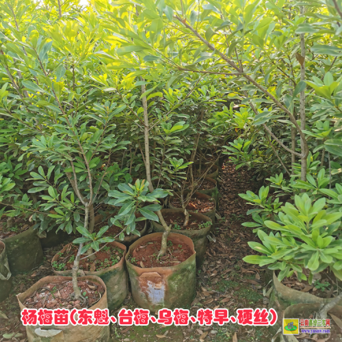 麗江華坪楊梅苗基地| 楊梅苗的價格 楊梅苗木