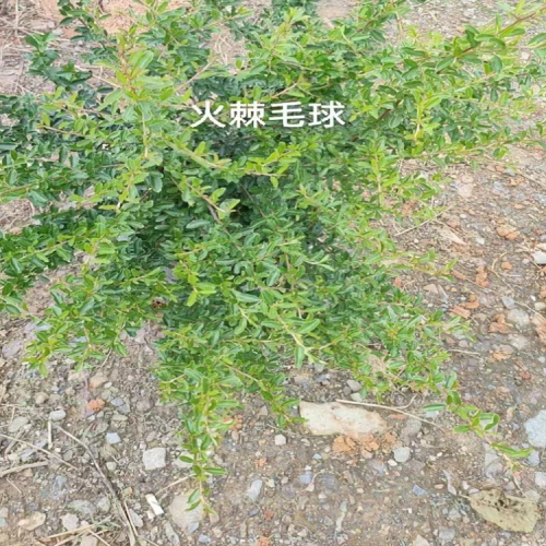 廣東火棘球苗木| 華山松苗木 華山松苗木規格