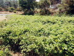 湖南麻櫟苗木| 麻櫟苗木產(chǎn)地 麻櫟苗圖片圖2