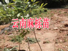 四川麻櫟苗木| 麻櫟苗木價格 麻櫟苗木產地圖2