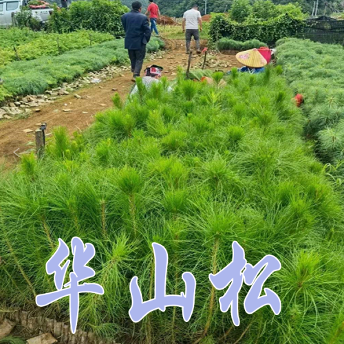 華山松苗價錢  貴州華山松苗 貴州畢節華山松苗