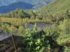 普洱市土地流轉信息 農用云南普洱墨江土地流轉信息圖3