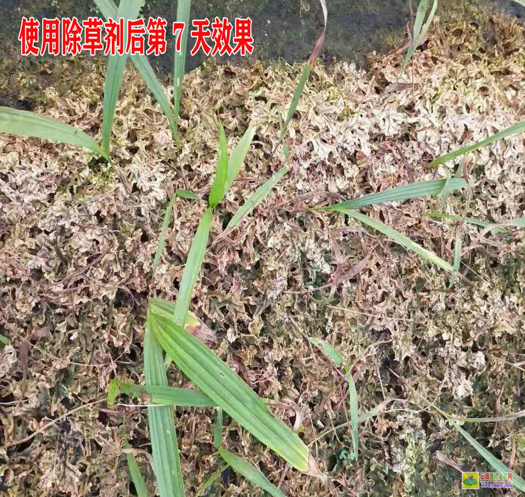 玉溪麥冬除草劑廠家 昭通除草劑 昭通蒼術除草劑