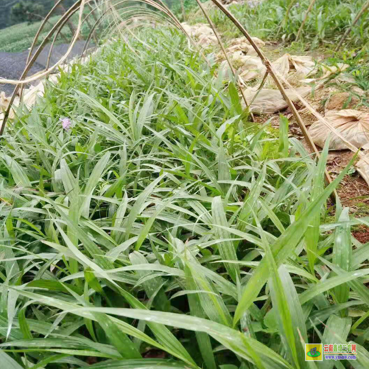 臨滄除草劑廠家代理 怒江除草劑批發(fā) 昭通蒼術(shù)除草劑