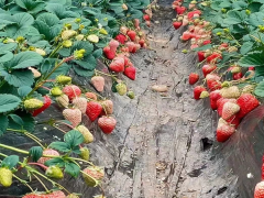 會澤西紅柿供應|會澤縣春輝蔬菜種植有限公司|西紅柿供應圖2