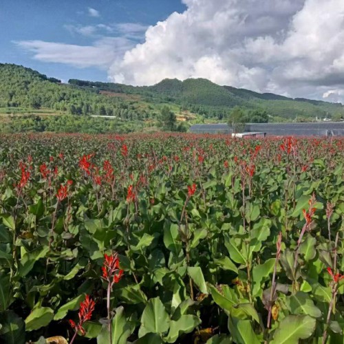 云浮芭蕉芋多少錢一噸 四川芭蕉芋回收價格 芭蕉芋淀粉新價格