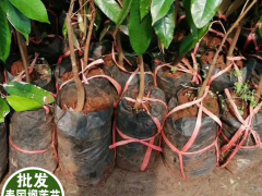 桔子樹小苗價格多少錢一棵？怎么種植才好?圖3