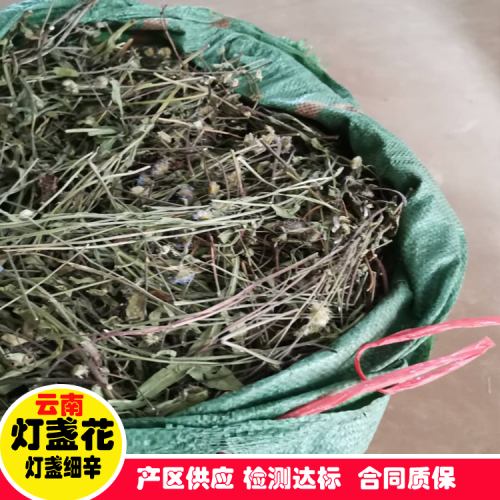 陸良燈盞花種苗/燈盞花基地/陸良中藥材