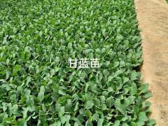 小鐵頭苗怎么種植才好 多少錢一棵圖3