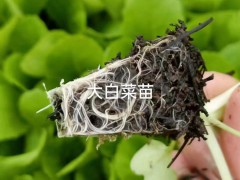 2023年3月白菜苗行情 白菜苗怎么種植好圖2