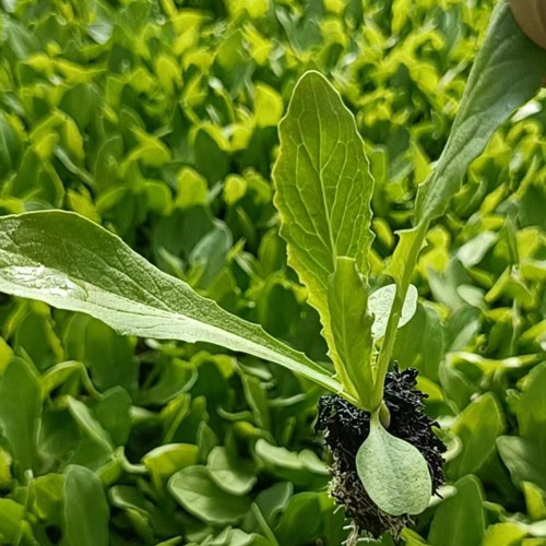 生菜苗倒伏   生菜苗的圖片   生菜苗多大才可以移栽