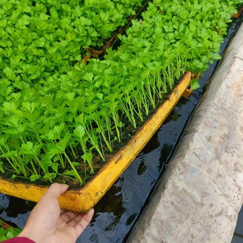 生菜苗怎么種 油麥菜苗，西芹苗，黃白苗圖