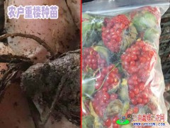 大理正宗重樓籽#大理重樓種植技術圖4