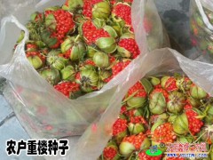 云南大理重樓*走銷轉好_產區保山重樓行情*上升達多少了?圖2