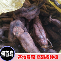 求購(gòu)何首烏新鮮貨