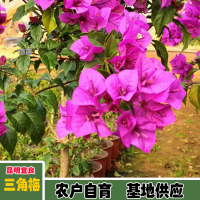 求購中國紅三角梅，高度1.8或以上