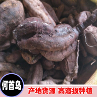 大量收購何首烏