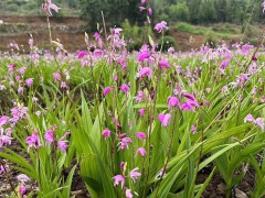 白芨苗批發_白芨苗價格_白芨苗多少錢一株_白芨多少一斤#圖4