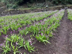 白芨苗批發_白芨苗價格_白芨苗多少錢一株_白芨多少一斤#圖5