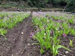 白芨苗批發_白芨苗價格_白芨苗多少錢一株_白芨多少一斤#圖6