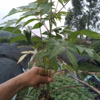 香椿芽的種植技術  紅河彌勒市徐金紅香椿種植合作社