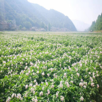 大量求購淀粉土豆，創佳粉佳個頭大的商品土豆