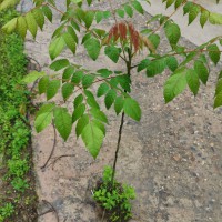 欒樹袋苗  黃山欒樹杯苗 臺灣欒樹容器苗