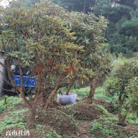 ?求購紫花槐，高山杜鵑，櫻花苗，高50小苗