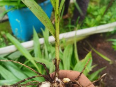 今日白芨苗的價格    一斤小白芨苗價格    白芨價格苗圖片圖4