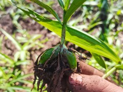 今日白芨苗的價格    一斤小白芨苗價格    白芨價格苗圖片圖3