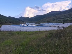 川貝母播種；7--8月播種佳，晚9-10月下雪前播種圖2