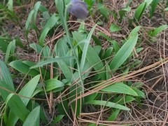 紫花白芨馴化苗&生產白芨組培苗_云南白芨苗產地銷售圖5