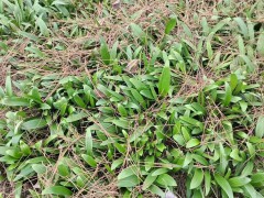 紫花白芨馴化苗&生產白芨組培苗_云南白芨苗產地銷售圖7