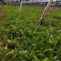 組培白芨苗 白芨苗基地 白芨苗多少錢一斤