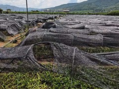 白芨苗云南文山壯族苗族自治州文山市0.6元/株圖4