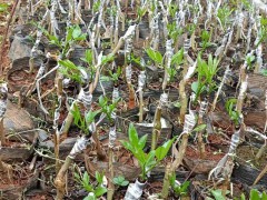 太秋甜柿|我們嫁接技術(shù)提供苗木，甜子，枝條方法：芽腹接法圖2