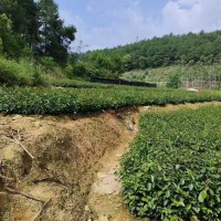 油茶苗的種植栽培技術   油茶苗基地批發   油茶苗價格多少錢一棵