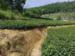 三年油茶苗多少錢一棵   香花油茶苗多少錢一棵   油茶苗基地批發處圖3