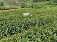 三年油茶苗多少錢一棵   香花油茶苗多少錢一棵   油茶苗基地批發處圖2