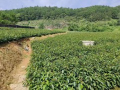 三年油茶苗多少錢一棵   香花油茶苗多少錢一棵   油茶苗基地批發處圖4